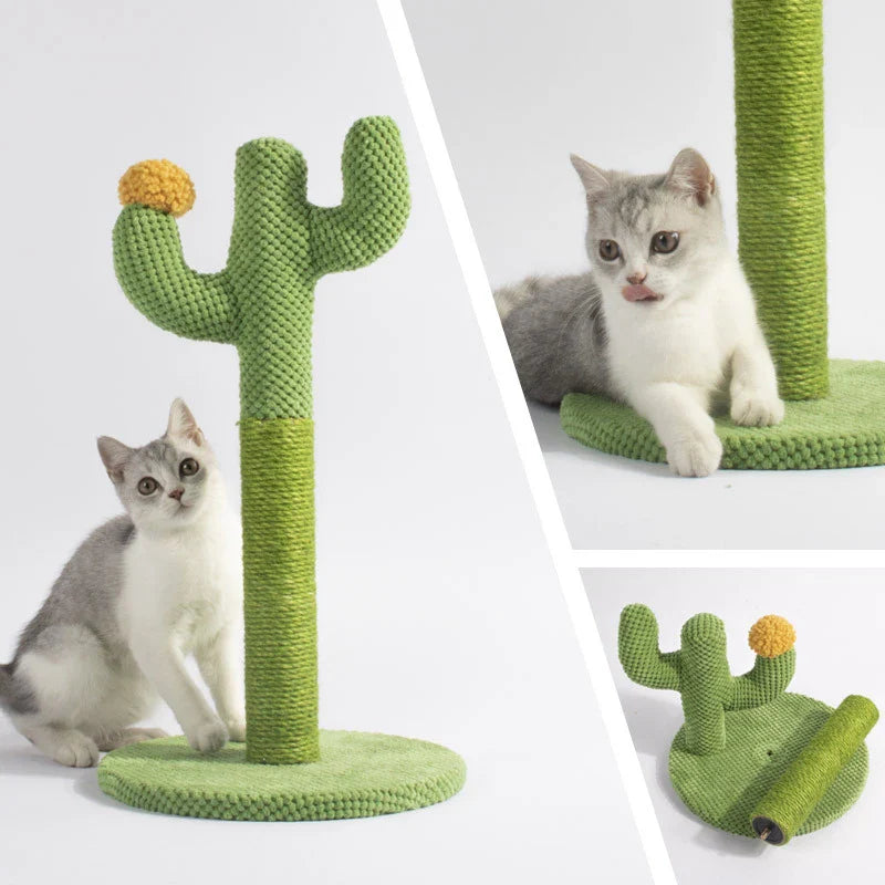 Krabpaal cactus