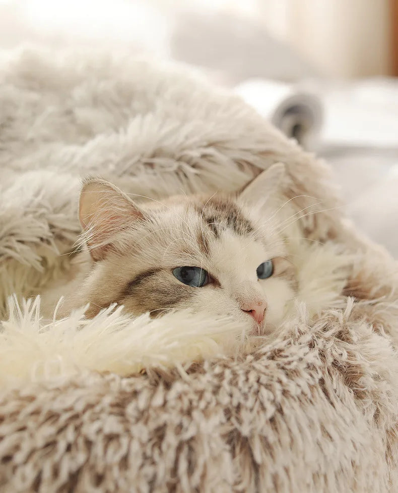Kattenkussen oester